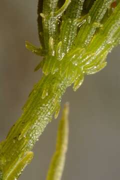 Image of Common Stonewort