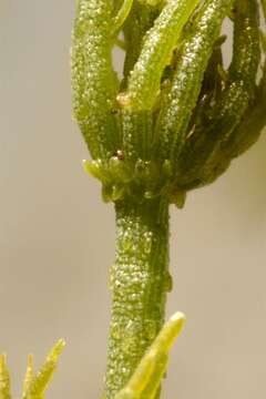 Image of Common Stonewort