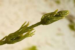 Image of Common Stonewort