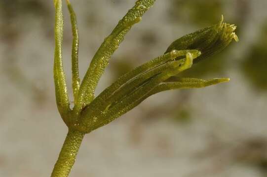 Image of Common Stonewort