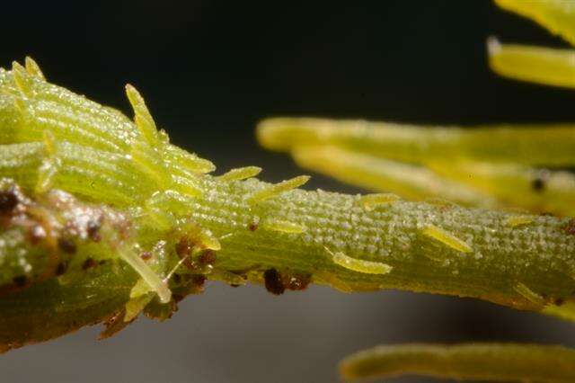 Image of Common Stonewort