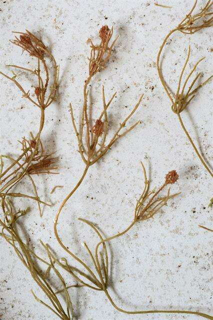 Image of Coral Stonewort