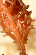 Image of Coral Stonewort