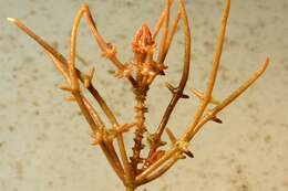 Image of Coral Stonewort