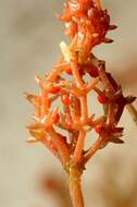 Image of Coral Stonewort