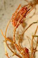 Image of Coral Stonewort