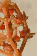 Image of Coral Stonewort