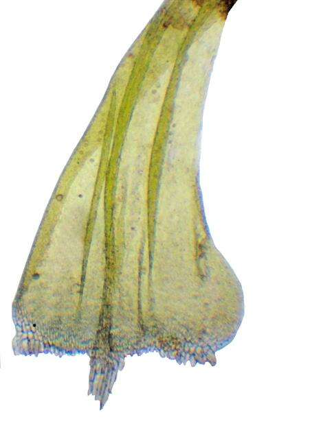 Image of Amblystegiaceae