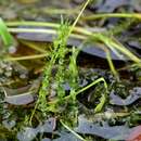 Image of calliergon moss