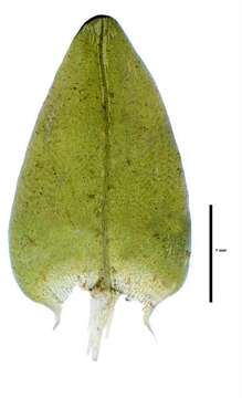 Image of Amblystegiaceae