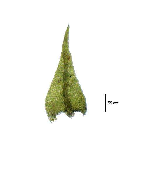 Image of Amblystegiaceae