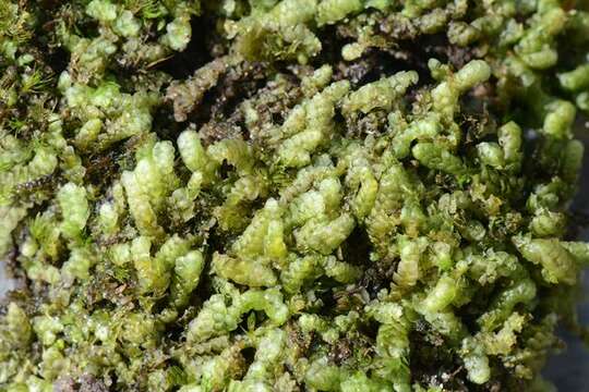 Image of Calypogeiaceae