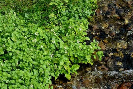 Plancia ëd Nasturtium