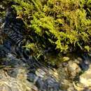 Image of palustriella moss