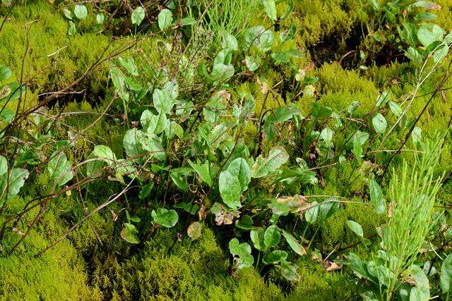 Image of <i>Rumex acetosa</i> var. <i>hydrophilus</i>