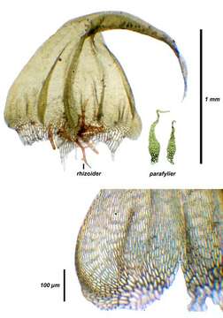 Image of Amblystegiaceae