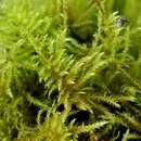 Image of river feather-moss