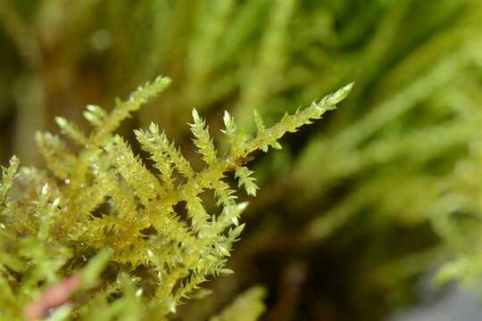 Image of river feather-moss