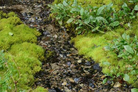 Image of river feather-moss