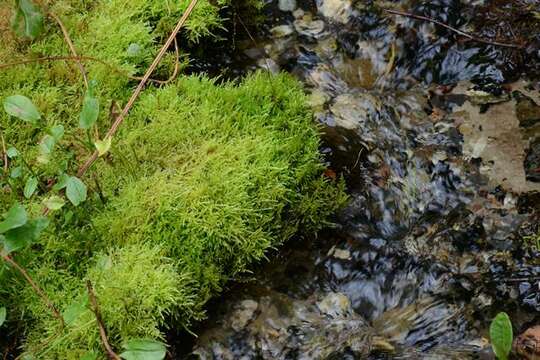 Image of river feather-moss