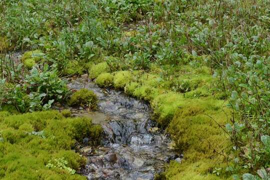 Image of river feather-moss