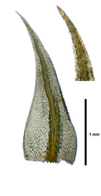 Слика од Bartramiaceae