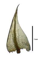 Image de Bartramiaceae