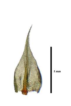 Image of Bartramiaceae