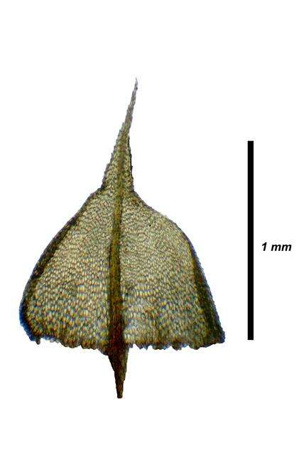 Image of Bartramiaceae