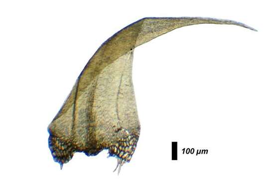 Image of Amblystegiaceae