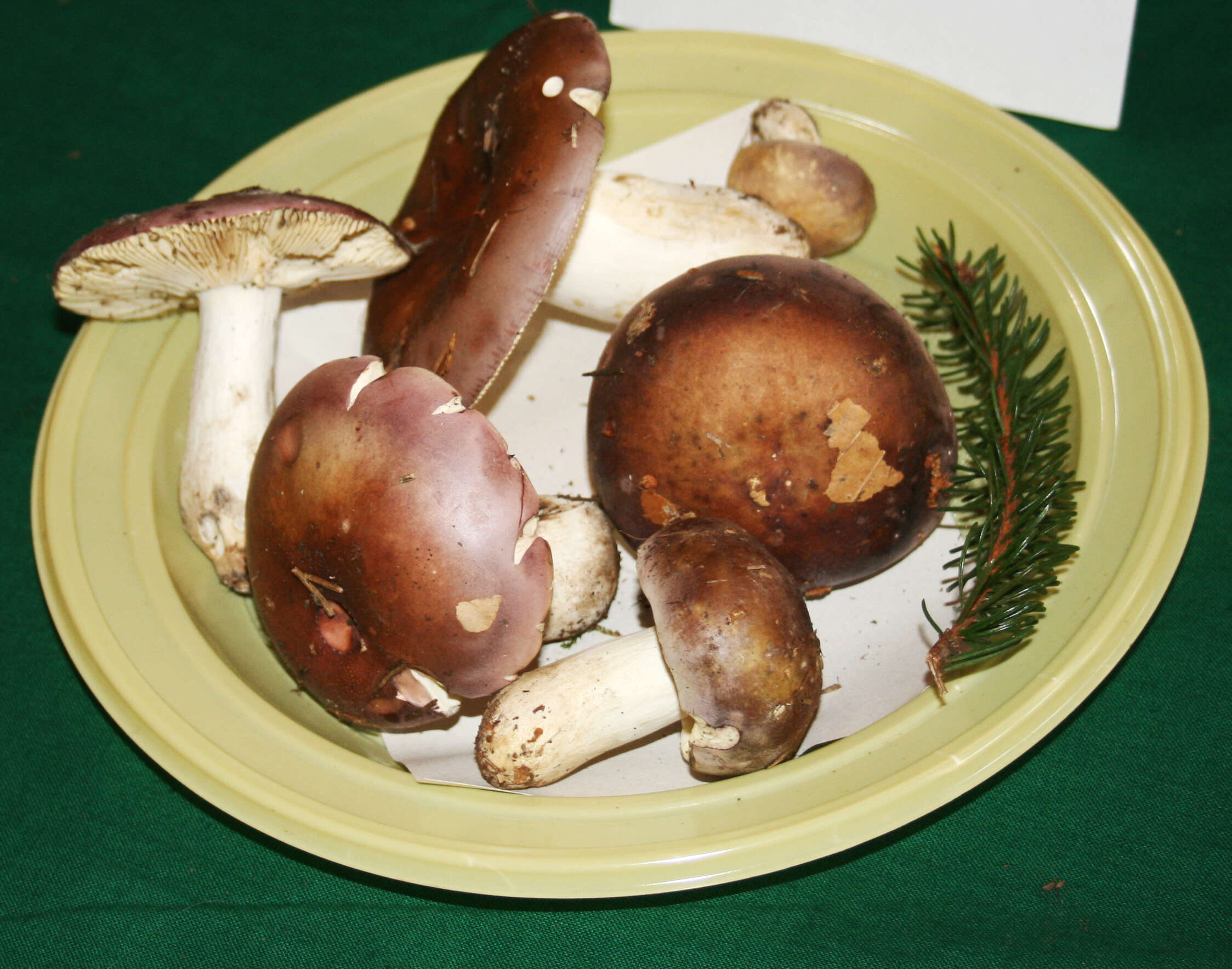 Image of Russula vinosa Lindblad 1901