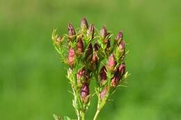 Imagem de Hypericum tetrapterum Fries