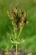 Imagem de Hypericum tetrapterum Fries