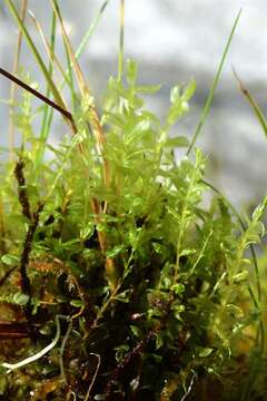 Image of elliptic plagiomnium moss