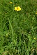 Image of Greater Spearwort