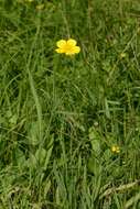 Image of Greater Spearwort