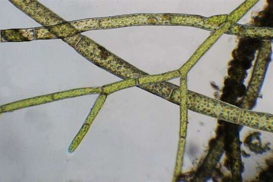 Image of Cladophora glomerata