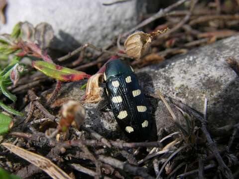 Image of Buprestis