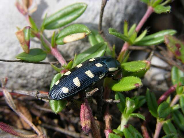 Image de Buprestis