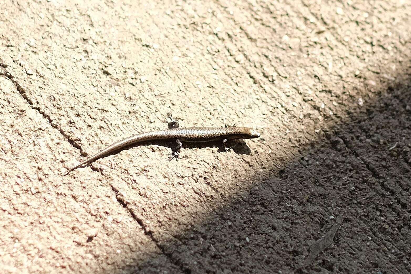 Image of Speckled Litter Skink