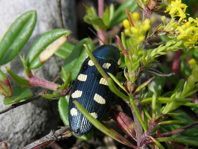 Image of Buprestis