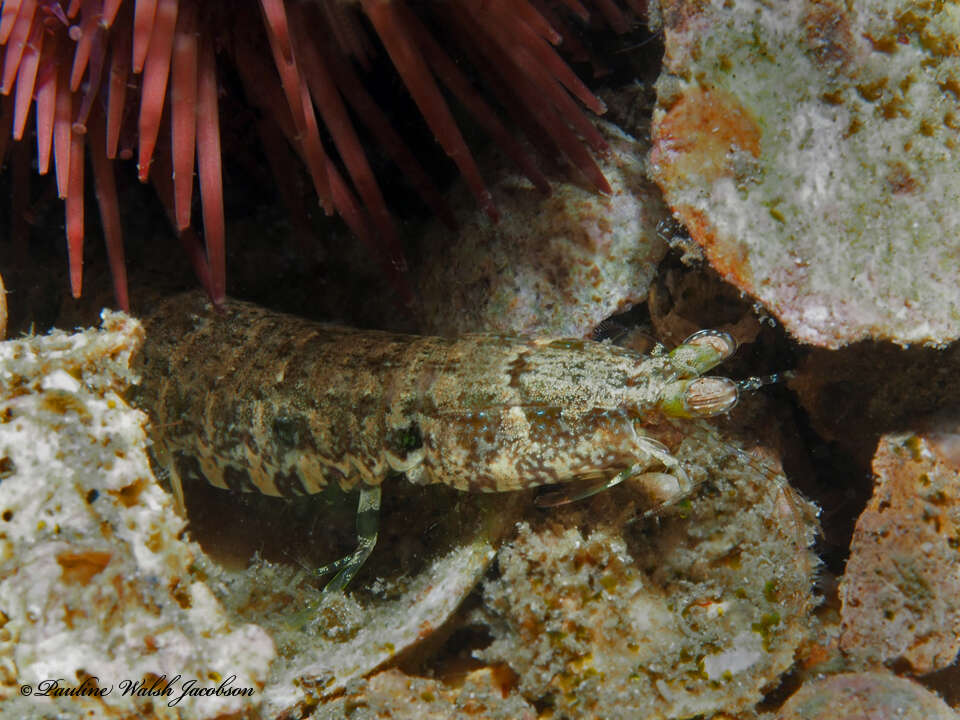 Image of Pseudosquilla ciliata