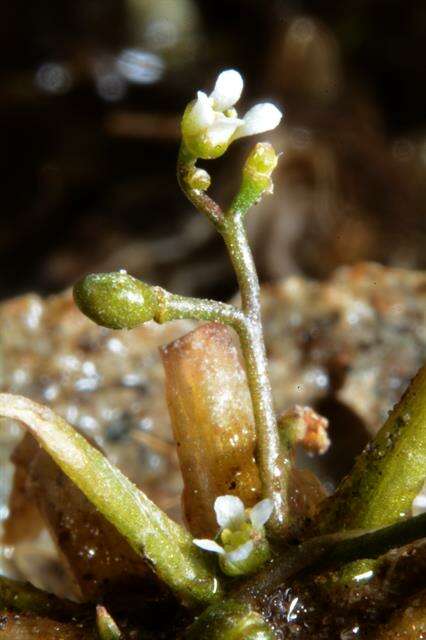 Image de Subularia