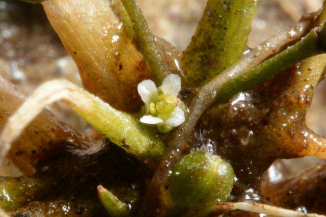 Image de Subularia