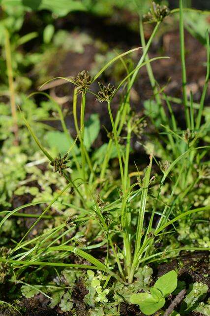 Image of Brown Galingale