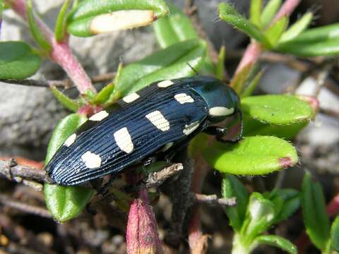 Image of Buprestis