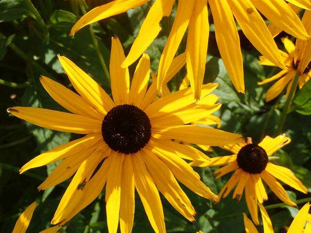 Image de Rudbeckia