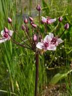 Image of flowering rush family