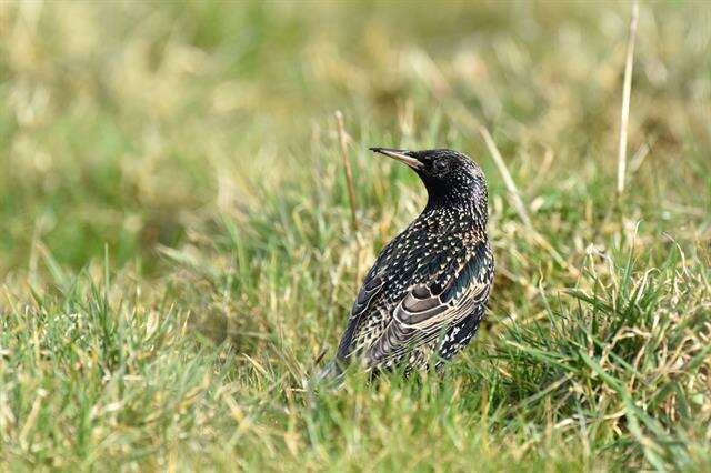 Image of Sturnus Linnaeus 1758