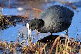 Imagem de Fulica Linnaeus 1758